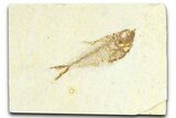 Detailed Fossil Fish (Diplomystus) - Wyoming #367575-1